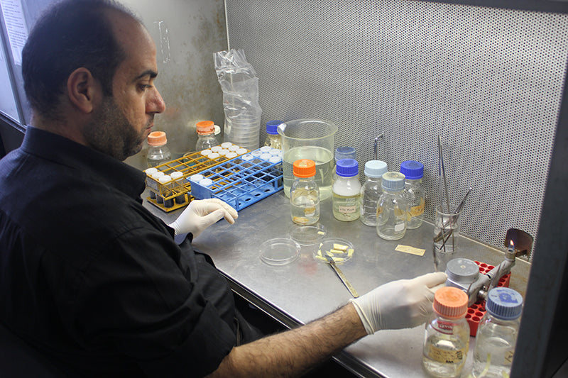 Date Variety Research - University of Sydney & Basrah University