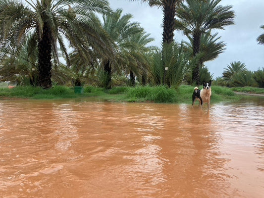 Well timed rains in 2024 should lead to a good harvest in 2025