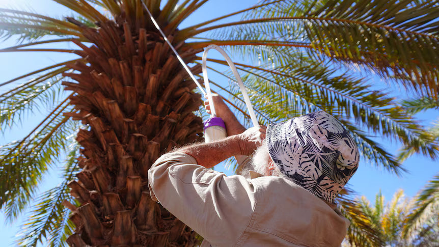Outback dates, back on the rise.