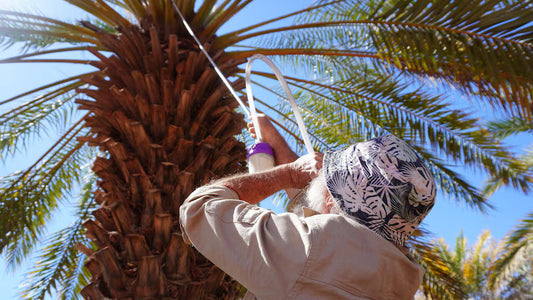 Outback dates, back on the rise.