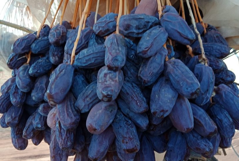 Select Medjool Dates