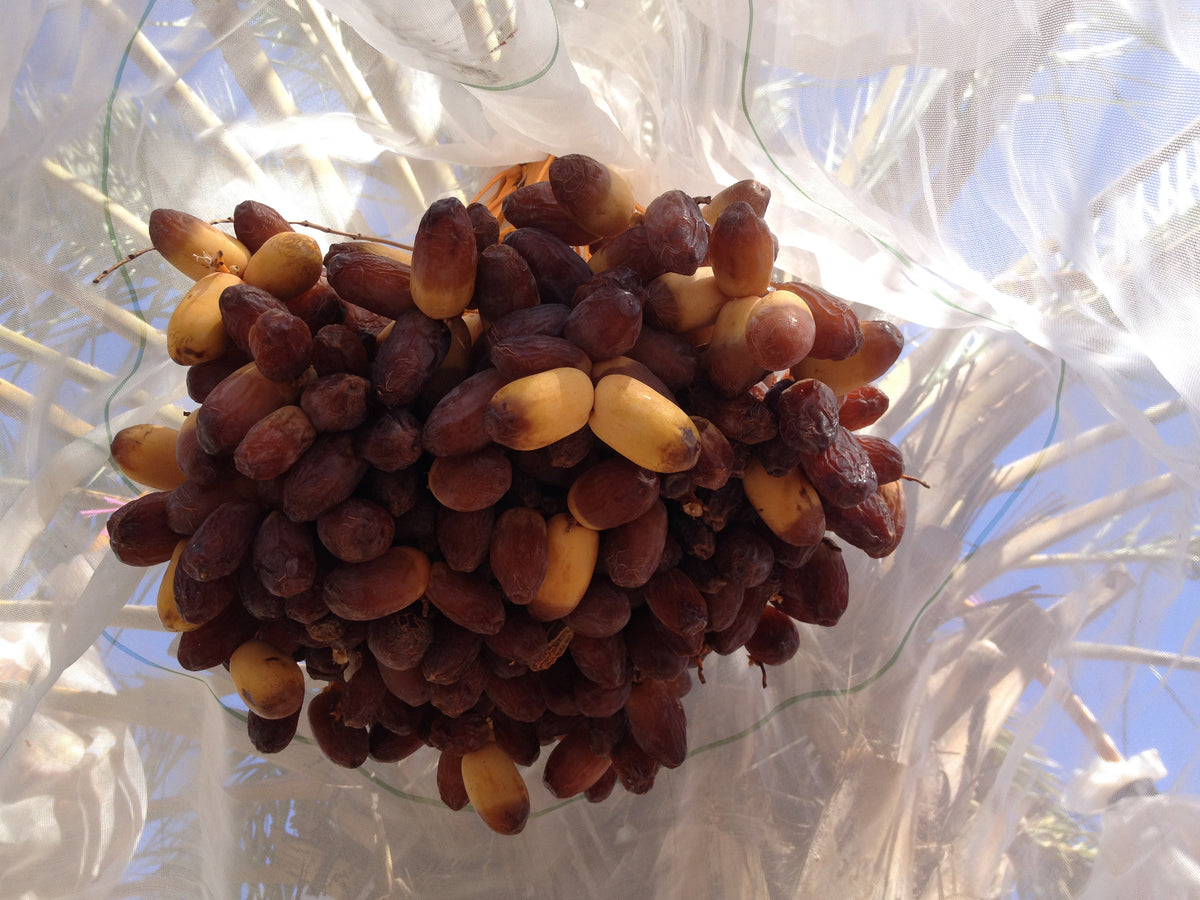 Select Medjool Dates